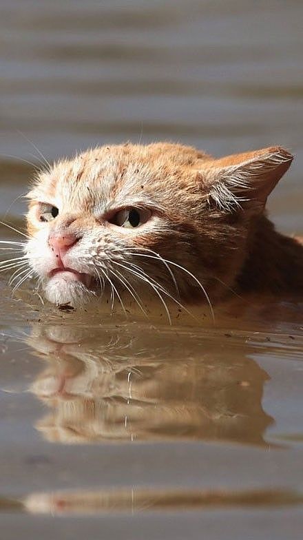 推主拍到一只因主人公寓被水淹了后，而被迫游泳的猫，这眼神... - 3