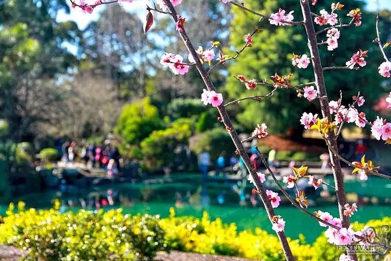 【樱花节】玩乐手册！还有5天，帮你用正确方式打开悉尼最美春天！ - 41