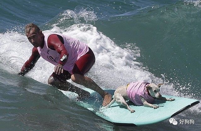 近期，在美国加州举办了一场狗狗冲浪比赛，看完太羡慕这些狗子了…… - 5