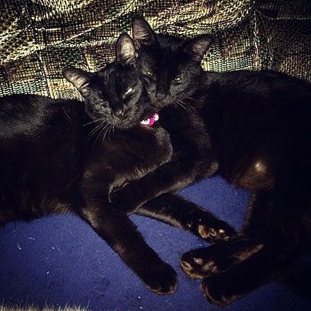 两只黑猫自愿当失明干脆面的保镖，全程守护，让人感动... - 7