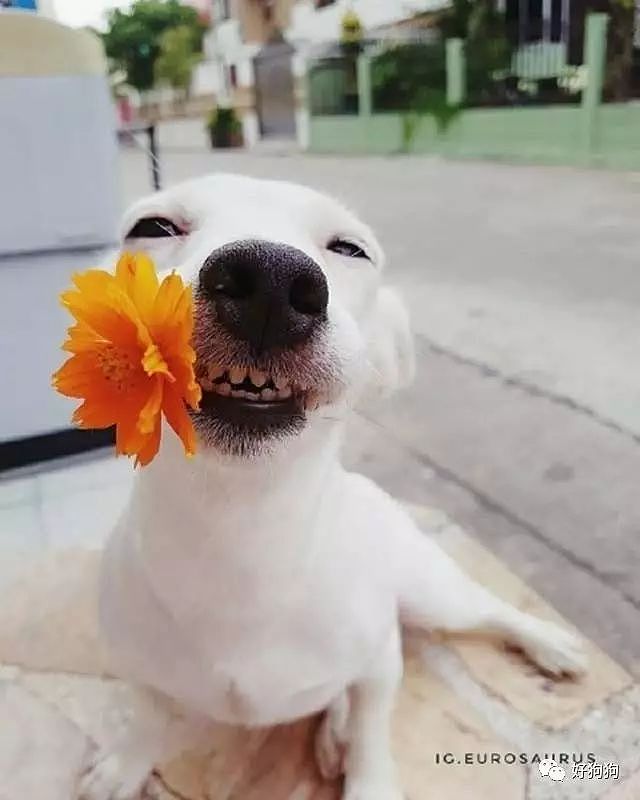 这只狗狗看见花就笑，没想到还有一颗少女心…… - 5