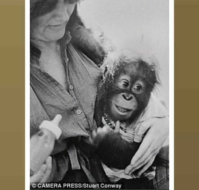 被囚禁30年的红毛猩猩抑郁离世，因为拥有人类的灵魂被关进牢笼，最后的遗愿是吃一口冰淇淋 - 4