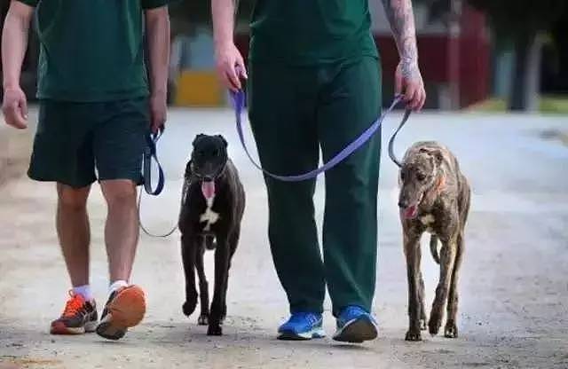 最近，西澳这家监狱震惊了全世界：他们向最残暴的罪犯放最凶残的狗，结果… - 23