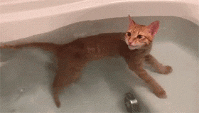 推主家的橘猫，不仅不怕洗澡，还特别热衷于泡澡，而且... - 10