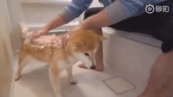 日本铲屎官示范如何轻松洗狗，网友：我还是洗只假狗吧！ - 3