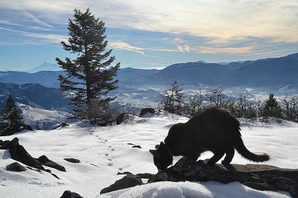 一只爱冒险的旅猫，攀过雪山，走过火山…… - 14