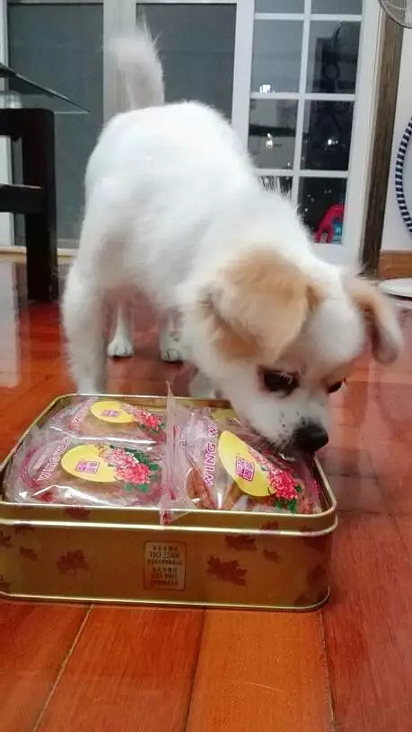 狗狗也想吃月饼，叼着求主人帮忙打开的样子太萌了！ - 3
