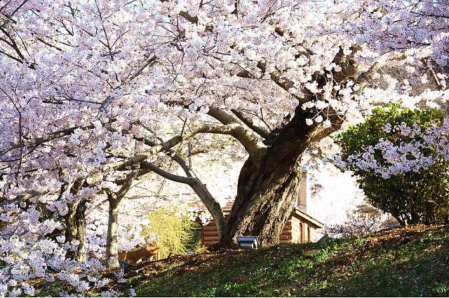何必远赴日本，中国这8个超浪漫赏樱地，最便宜6元就可出发！ - 35