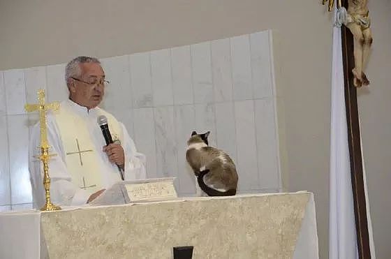神父在主持弥撒时，一只猫闯了进来站在台上，它的举动笑屎了！ - 2