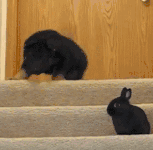 小德牧不敢下楼梯，小兔子一看这种情况，“来，跟着我” - 2