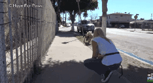 眼盲狗狗独自在街头流浪10年，它一辈子都没感受过人类的抚摸…… - 6