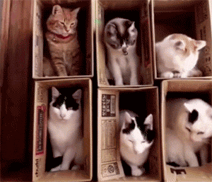 主人给6只猫做了2层纸盒窝，以为它们会乖乖的，结果... - 3