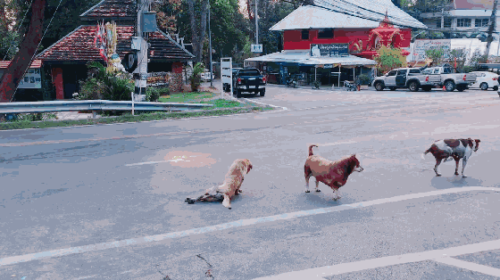 泰国一只流浪狗因为演技太好火了，被网友称作“狗中影帝”！ - 16