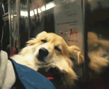 柯基每天搭地铁上下班，成了地铁上最瞌睡的崽... - 8