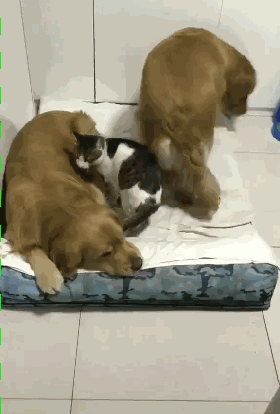俩金毛圈着小猫睡觉，本来挺暖的，可仔细一看：做梦吃肉呢？ - 4