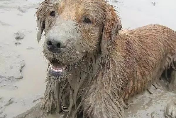 炎炎夏日，狗子的花式玩水蹚泥塘让你哭笑不得！ - 6