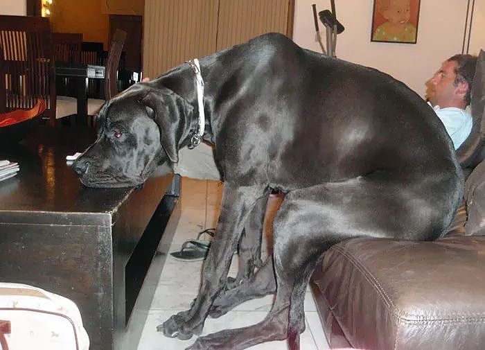 世界最大狗狗的大丹犬，到底有多大？ - 2