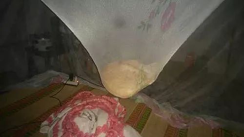 这猫非要跑到蚊帐上去睡觉，结果就成这样了，笑喷了！ - 3