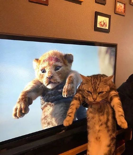 狮子王一上映，众网友纷纷拿自家猫COS，这些画面太搞笑了！ - 5