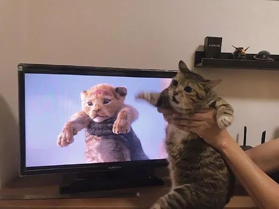狮子王一上映，众网友纷纷拿自家猫COS，这些画面太搞笑了！ - 8