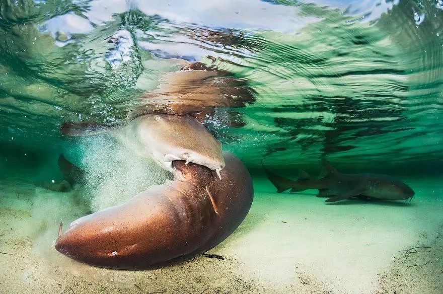 2018年水下摄影师大赛的获奖作品，带你进入一个水下世界 - 15