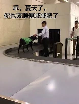 网友拍到上海虹桥机场的检疫犬，中途还稍稍偷了一下懒... - 4