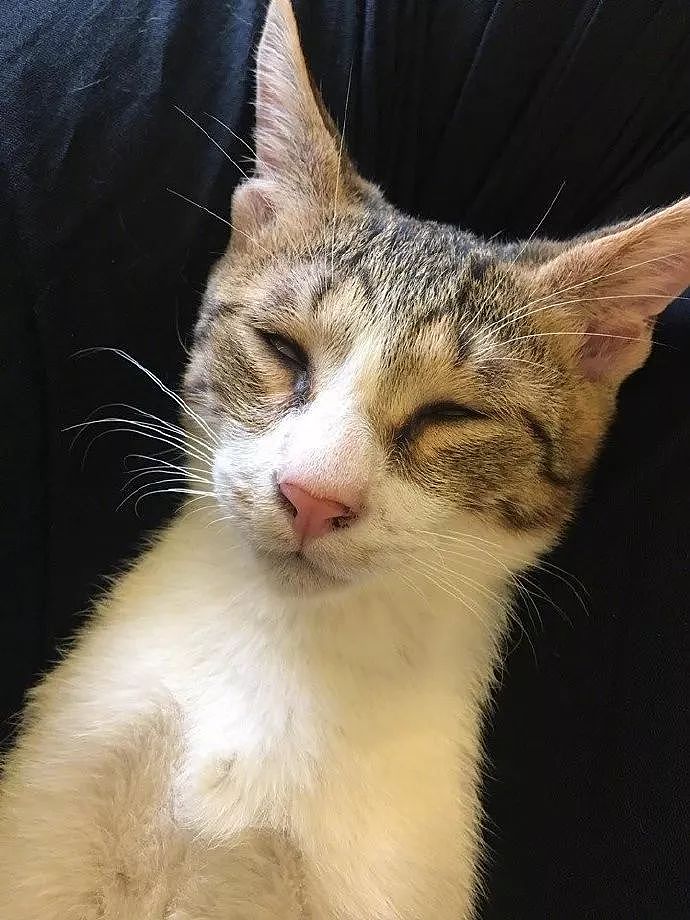 纹身店的猫咪，一有客人来，就喜欢躺在客人腿间睡觉，好不正经！ - 4