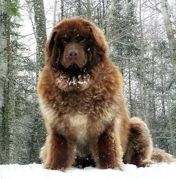 “北欧巨兽”高加索犬：俄罗斯国宝犬种，养了这狗才是真有安全感！ - 1