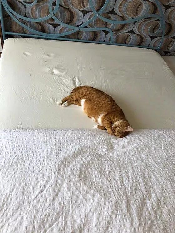 主人拍到猫躺在床上睡觉时，它身后留下的那些脚印，好有故事！ - 1