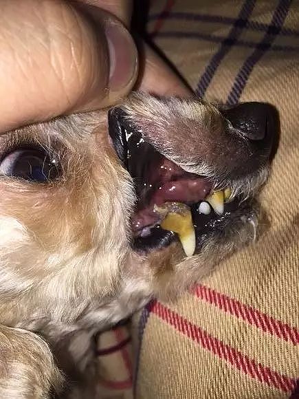 三岁狗狗牙齿就开始脱落，扒开嘴巴的发现更惊人！ - 1
