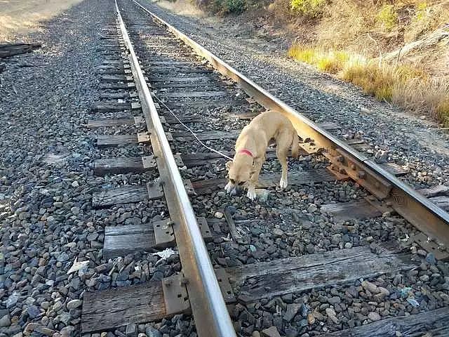 狗狗被拴在铁轨上，好心人及时救了它并给它一个家 - 2
