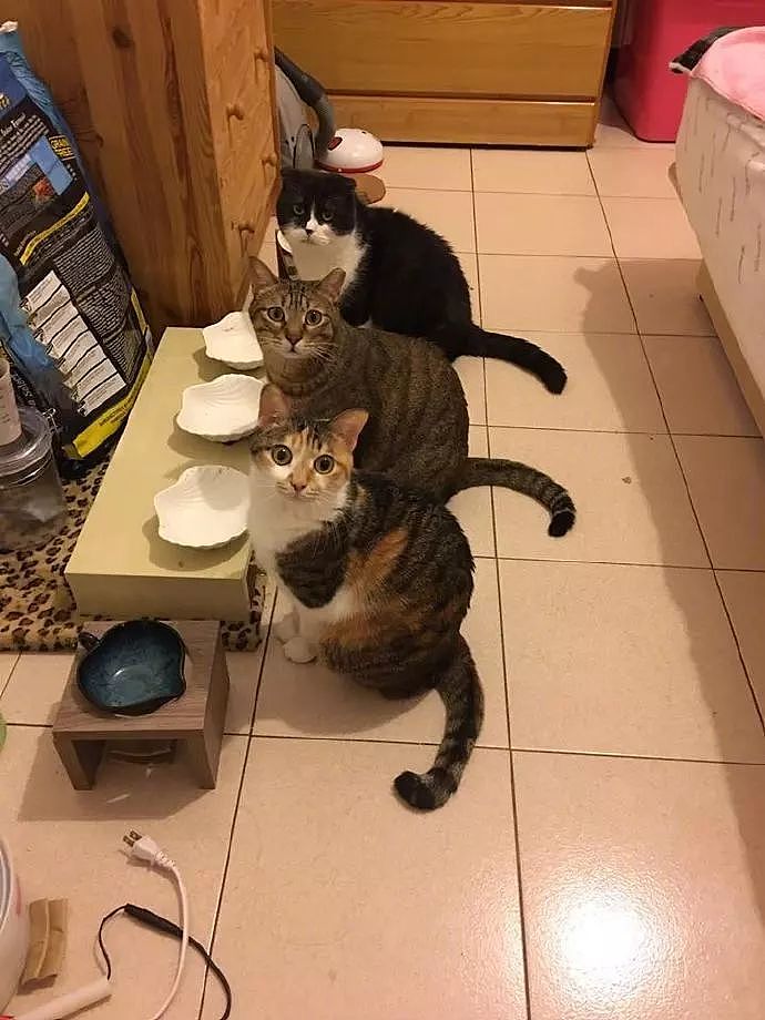 这群猫一到开饭时间就坐在空碗面前，而它们的表情，让人怕怕... - 1