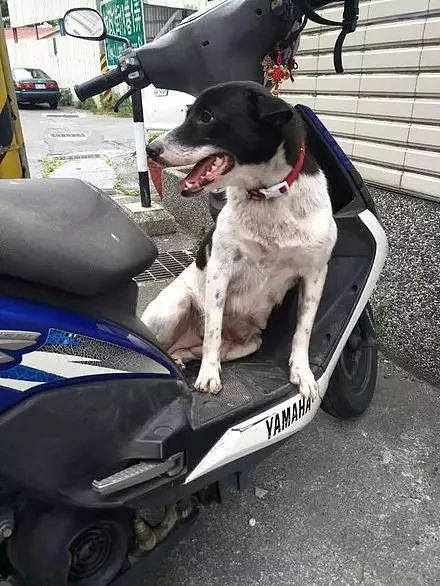 狗狗坐在摩托车上不肯下来，主人出来一看当场笑喷了...... - 2