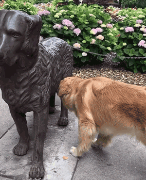 当一只色狗偶遇一座雕像狗：这狗我能上吗？ - 6