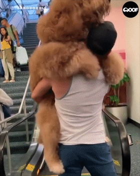 还以为主人抱着一头熊上了电梯，仔细看了下，原来是... - 1