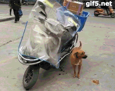 冬天里一只守护快递车的小土狗，却被网友很搞笑的“同情”了 - 2