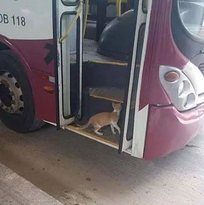 网友发现这只猫经常会自己坐公交车回家，神奇的是它还喜欢... - 1