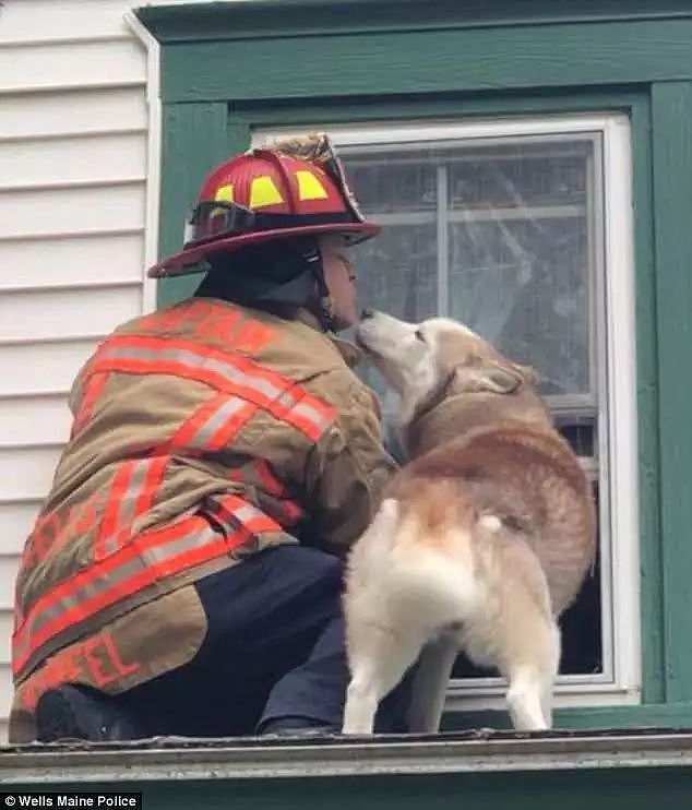 狗子被困屋顶还惊动了消防员...网友：不看内容就知道是二哈！ - 5