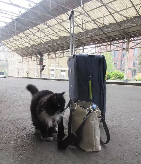 帮忙募捐了十万英镑！火车站这只猫员工好厉害，还能帮卖票！ - 6