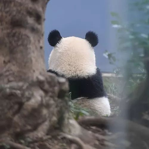 在日本，熊猫是一种信仰 - 40