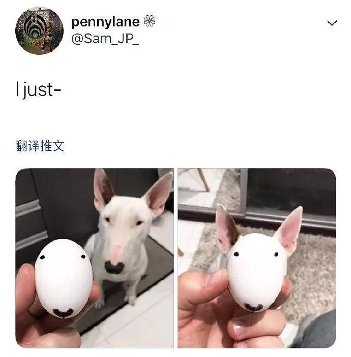 吃鸡蛋时意外发现，这颗蛋跟自家狗砸长得很像... - 3