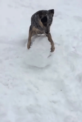 北方狗狗会滚雪球——来玩打雪仗不，输了住院的那种！ - 6