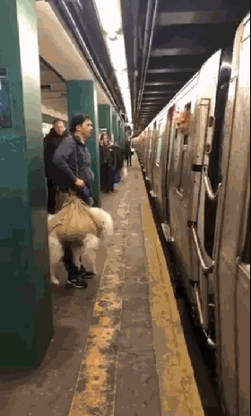 把狗装起来就能乘地铁！可这只萨摩耶却被拦了下来，原因是... - 10