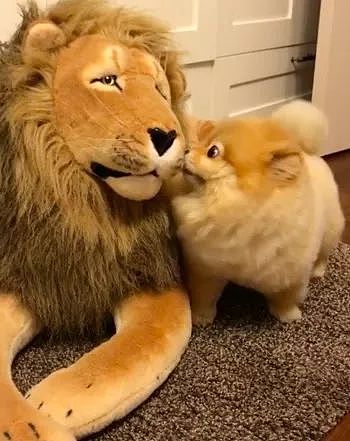 主人买了只狮子玩偶给小博美，以为它会很害怕，没想到..... - 3