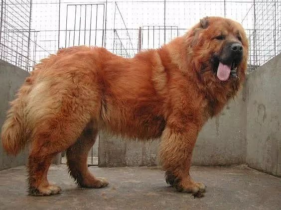 “北欧巨兽”高加索犬：俄罗斯国宝犬种，养了这狗才是真有安全感！ - 10