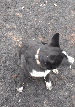 澳洲大火中，这只狗成了全网称赞的英雄 - 10