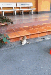 网友在路上看到一只猫被卡在水泥路里，正准备救时，它竟然... - 2