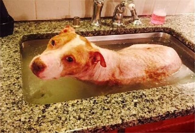 狗子惬意的泡澡，其实这是人们在救它的命！ - 4