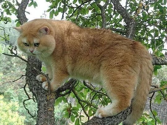 树上发现一只猫在爬树，走近一看被它的身材吓到，这不是老虎吗？ - 2