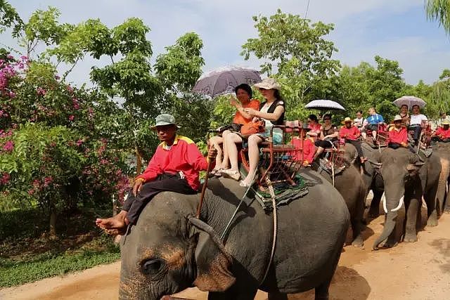 泰国全网禁播！大象旅游业背后的真相…… - 6